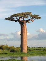 Un fruct magic: Fructul de Baobab