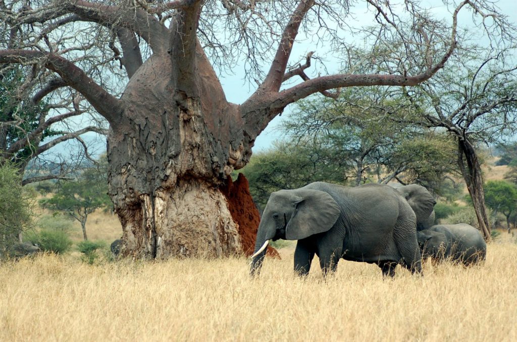 Elephant+at+Baobab+tree%252C+Tanzania.jpg