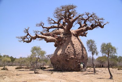 Un fruct magic: Fructul de Baobab