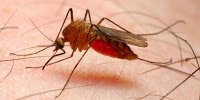 Medicamente anti-malarie false