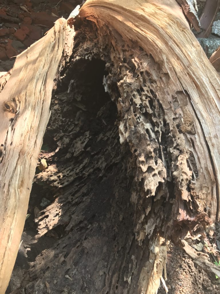 Tree destroyed by termites