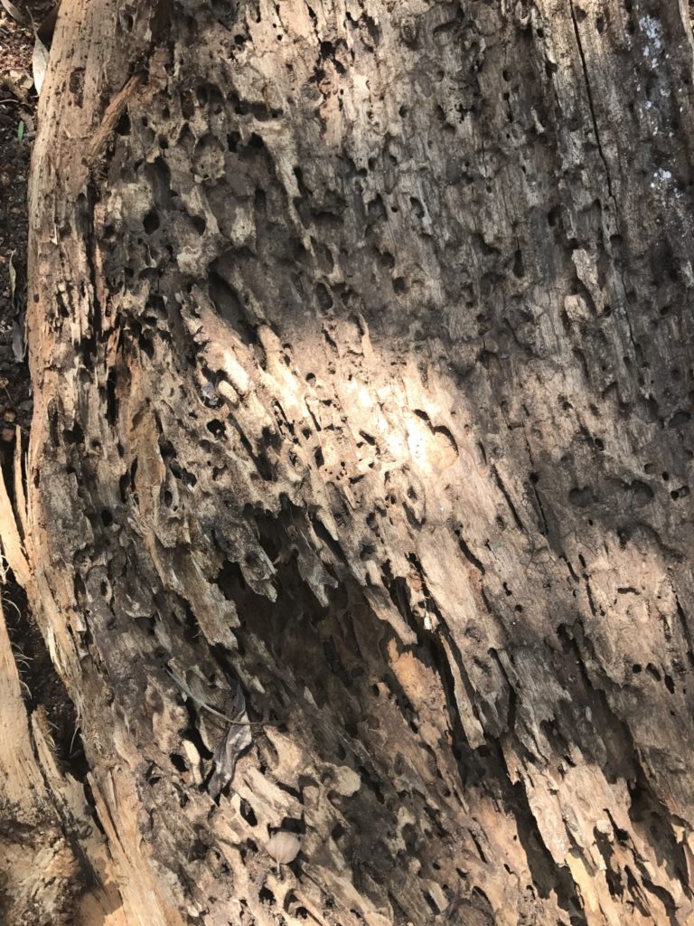 Tree destroyed by termites