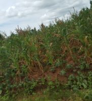 [:en]Malawi Food Crisis[:ro]Criză alimentară în Malawi[:]